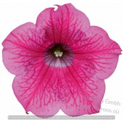 Petuunia  Surfinia `Hot Pink`